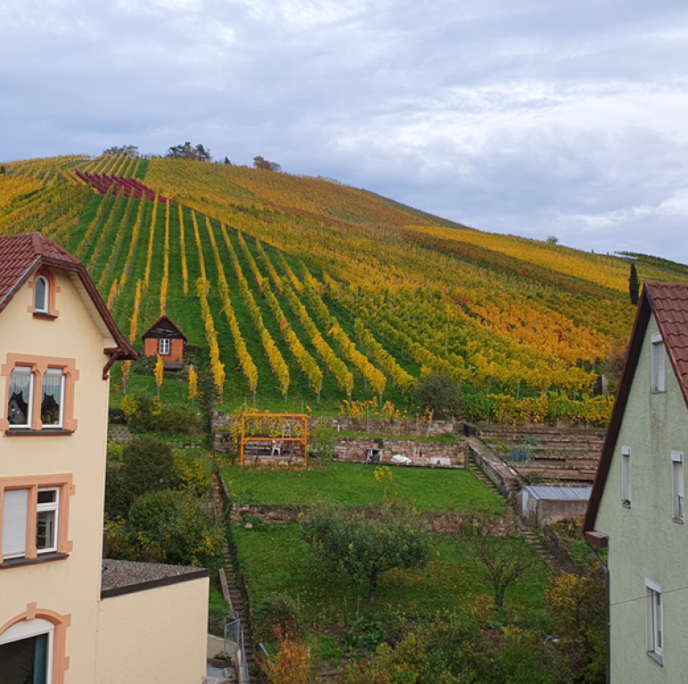 WG-Zimmer Untertürkheim Beutelsbacher Straße - Aussicht Weinberg
