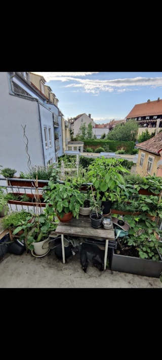 Anzeigenbild: WG-Zimmer in zentral gelegener 5er WG