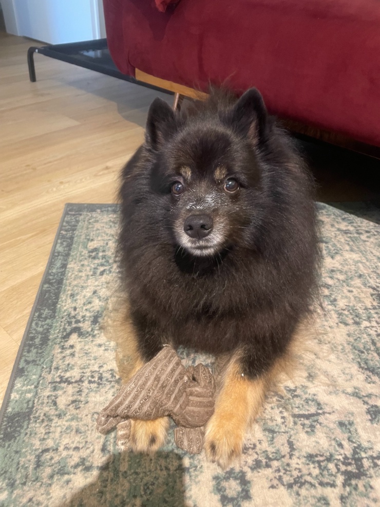 Anzeigenbild: Lebenskünstlerin + braver Hund suchen herzliche WG