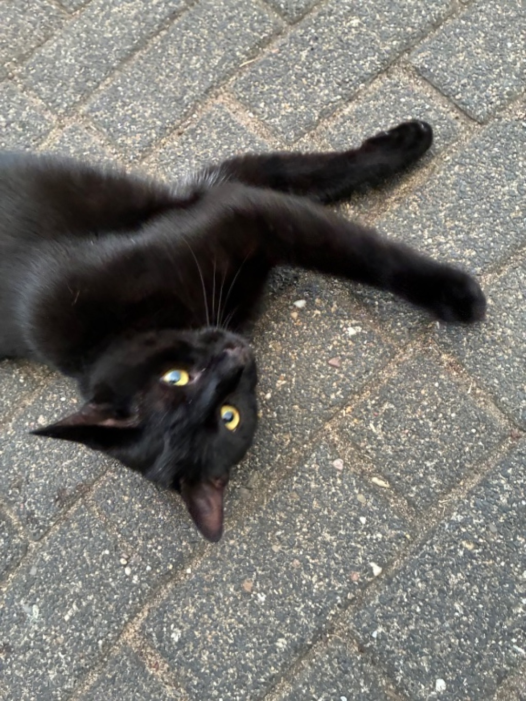 Schöne 100 m2 Wohnung in Köln zur Zwischenmiete (08.08.–21.08.) 🏡🐈