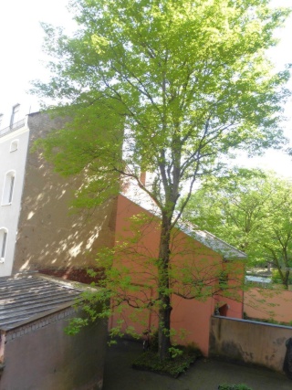 Anzeigenbild: Jugendstilwohnung mit 4 Zimmer