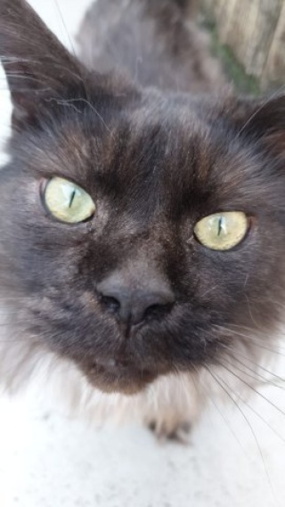 Anzeigenbild: WG mit Katzen in Altweil