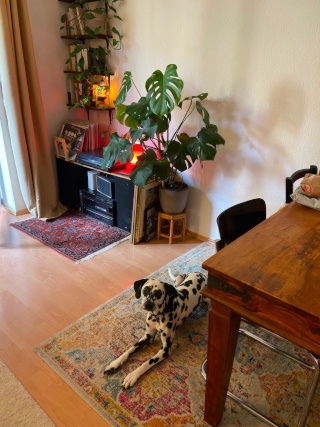 Dog & Apartment sitting | Prenzlauer Berg 22nd July - 2nd August — photo 1