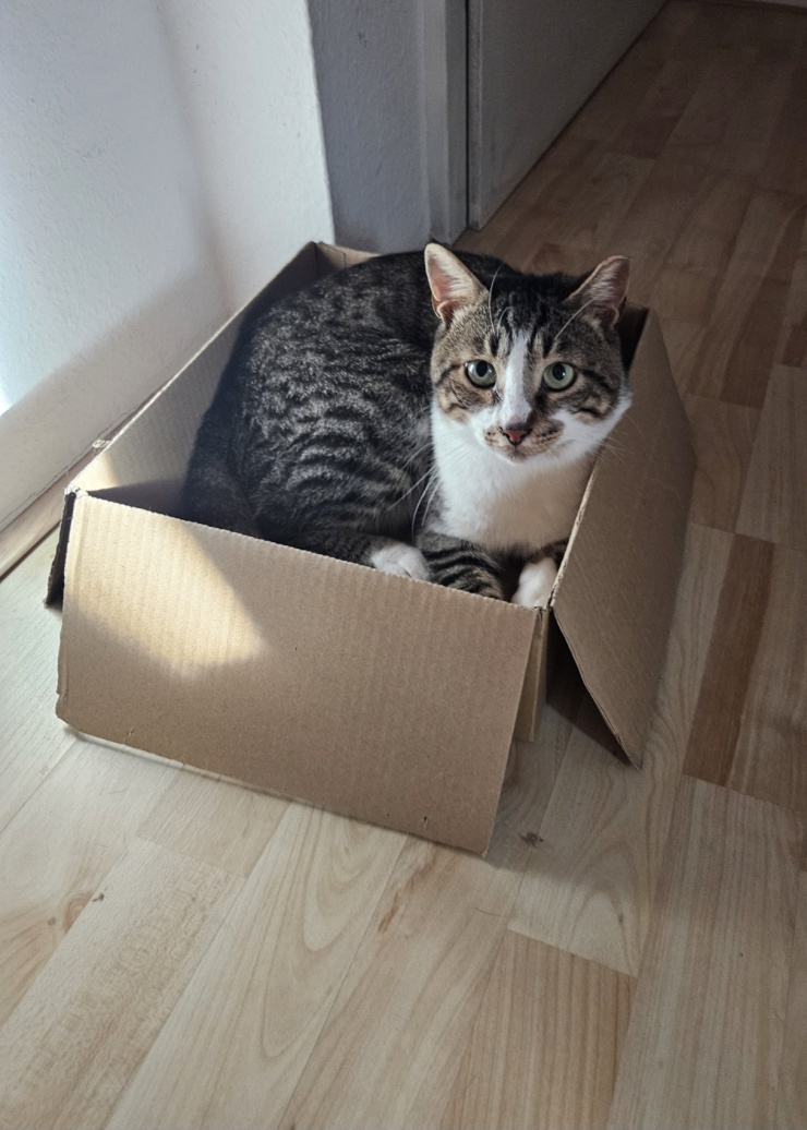 Ad image: Wohnung bei tierfreundlichen Vermietern gesucht