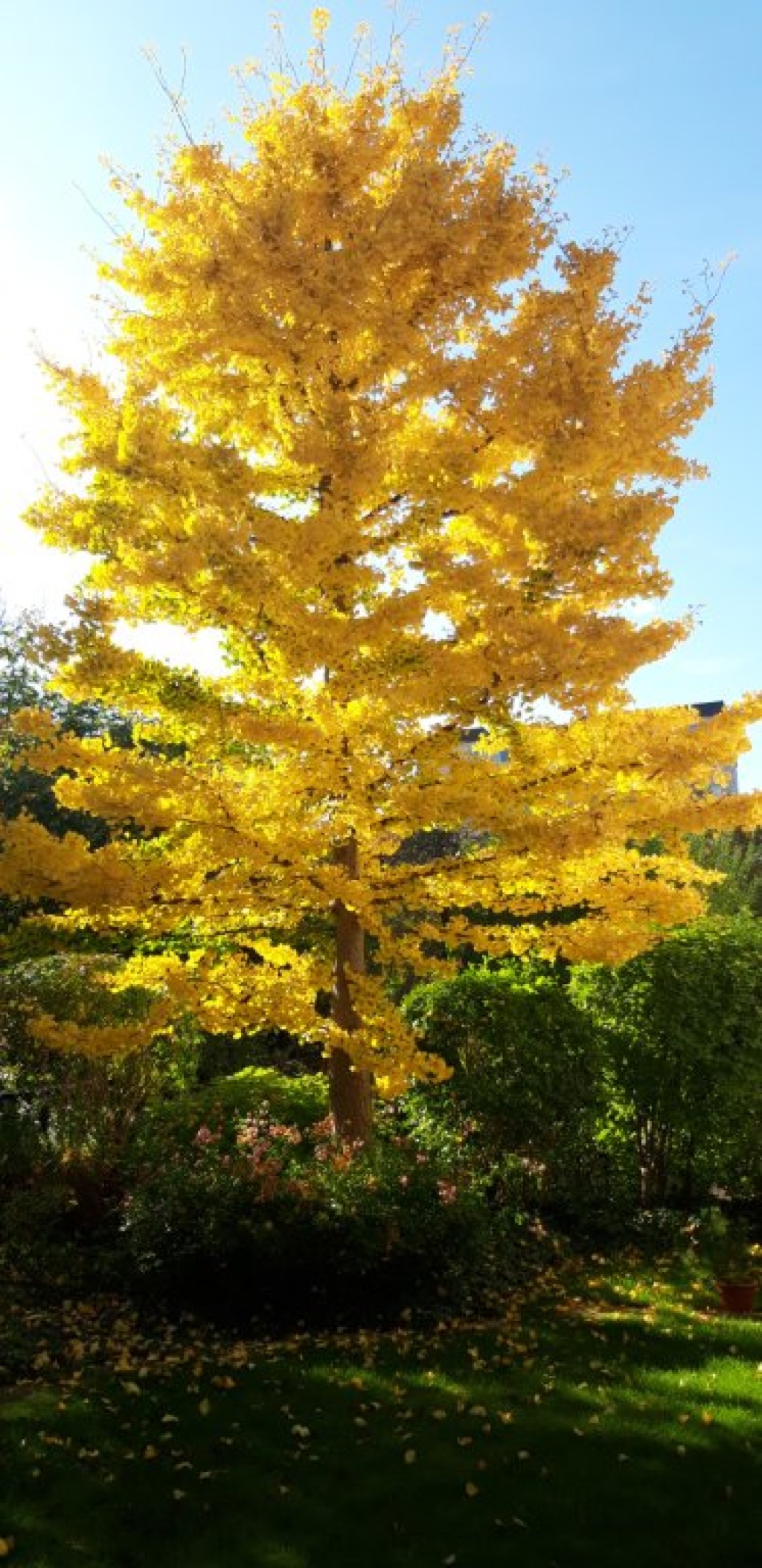 Reiheneckhaus mit Anbau für 4er WG, viel Platz, großer Garten, Piano