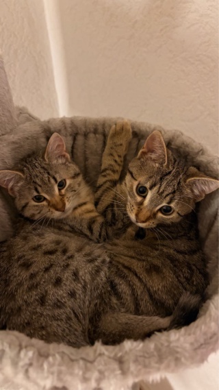 Anzeigenbild: Katzensitting mit kostenlosem Wohnen