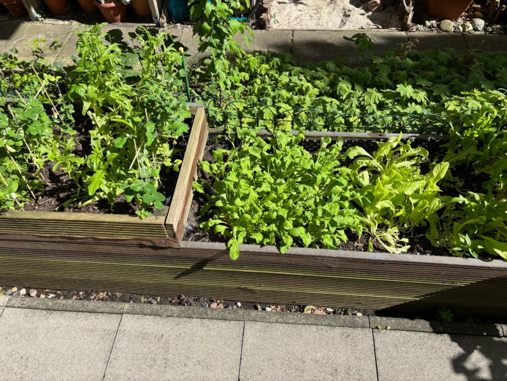 Altbauwohnung im Herzen von Eimsbüttel mit kleinem Garten – Rellinger Straße, 20257 Hamburg Eimsbüttel – Vorschaubild 14