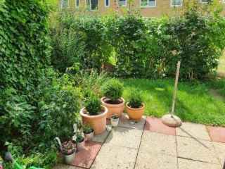 Imagen del anuncio: St.Jürgen Uni-nahe möbl. 39qm EG-Whg, Terrasse +kl.Garten+sep.Kellerraum