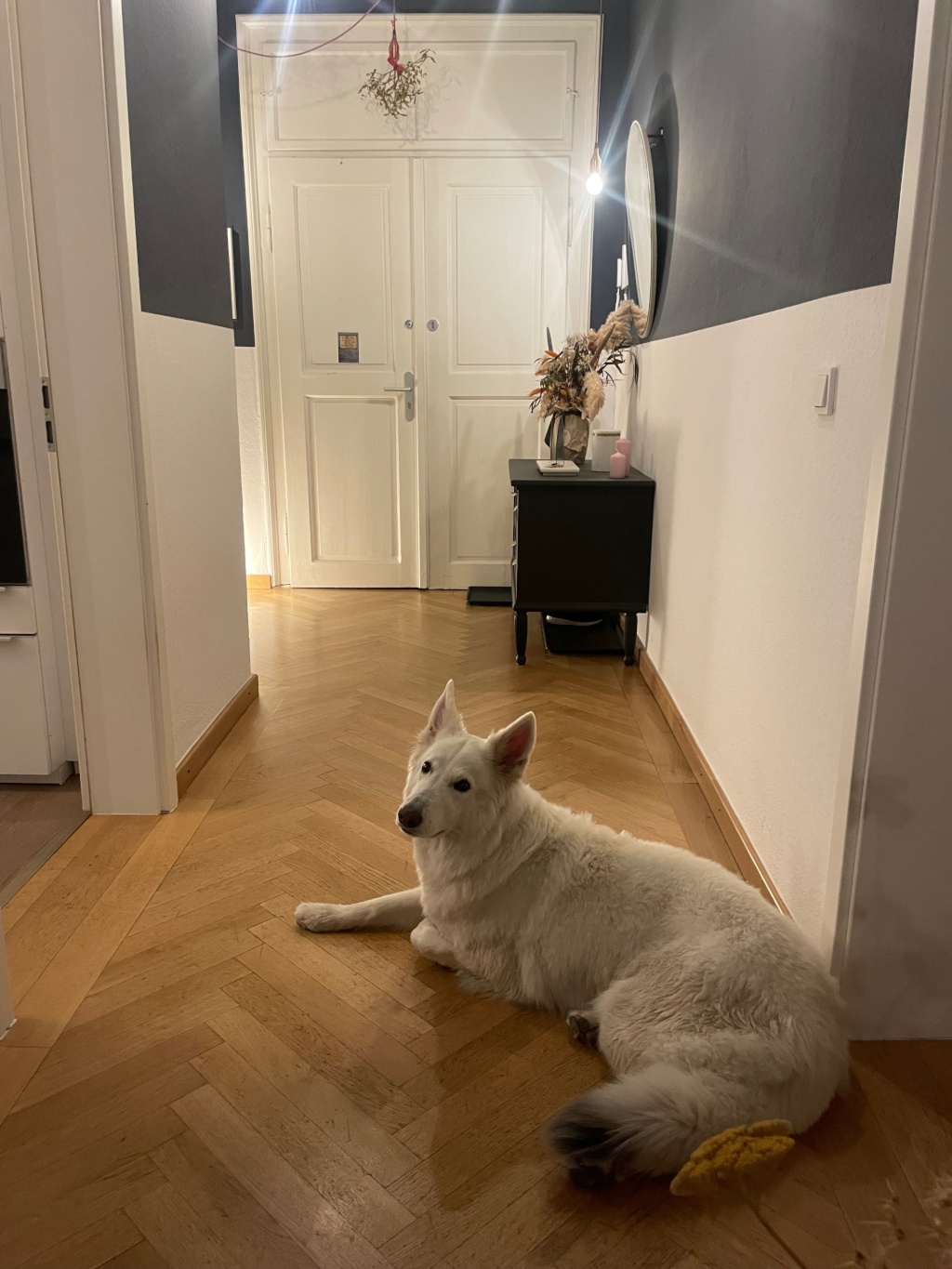 WG-Zimmer Altstadt-Lehel Frauenstraße 11 - Hund im Flur