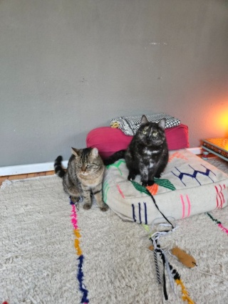 Wohnung mit 2 Katzen auf Zeit für tierlieben Mieter — photo 1