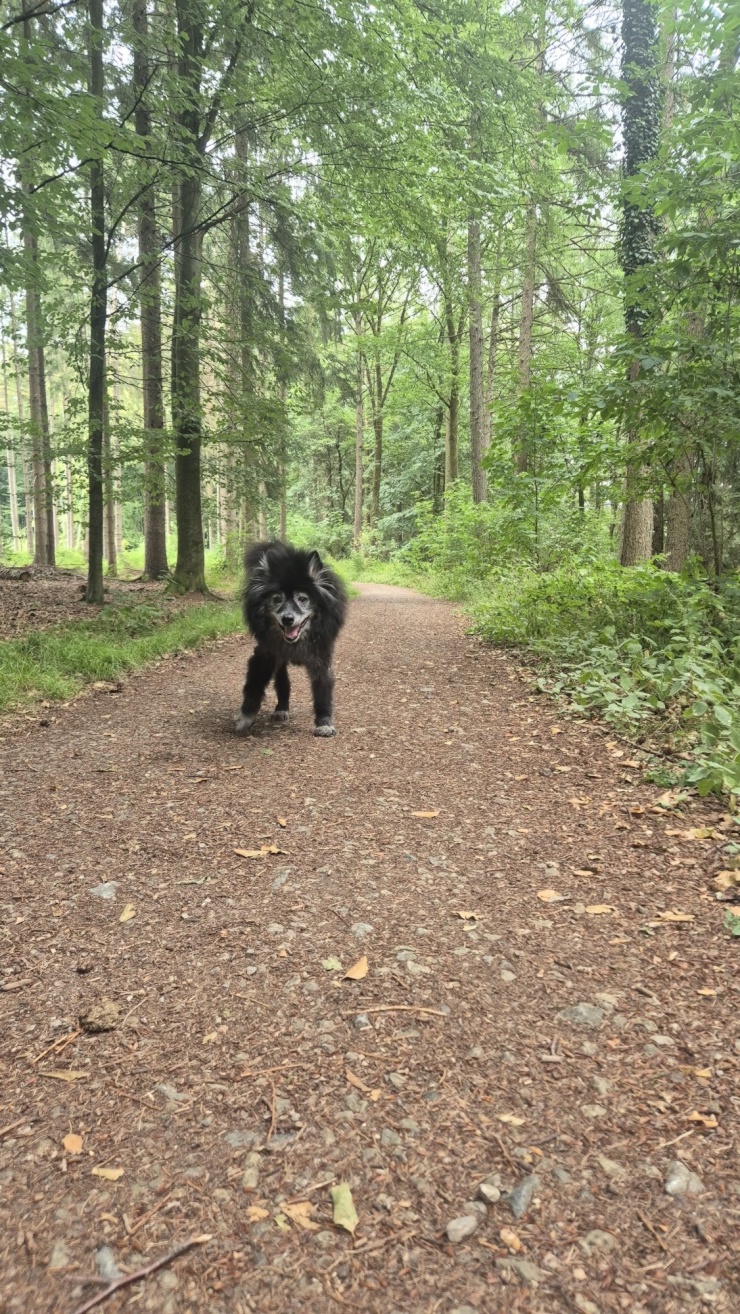Anzeigenbild: Tierliebes Zuhause gesucht