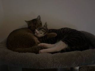 2-Zi.-Wohnung Hamburg 350 € warm – Zwischenmiete gegen Betreuung von 2 Katzen 🐱
