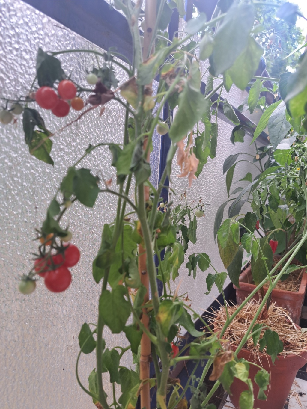 Flat Plänterwald Platanenweg - balkonbewohnis