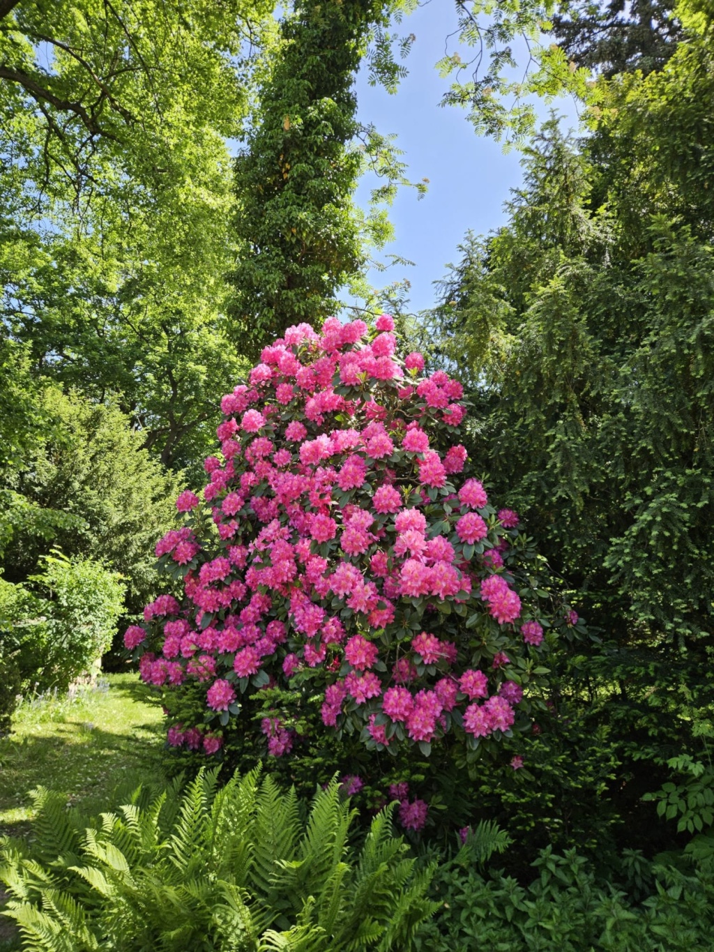 WG-Zimmer Campus Leipziger Straße 18 - Garten