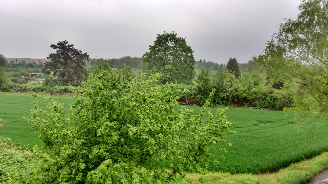 WG-Zimmer Frankfurt An der Wolfsweide 00 - Back Yard View