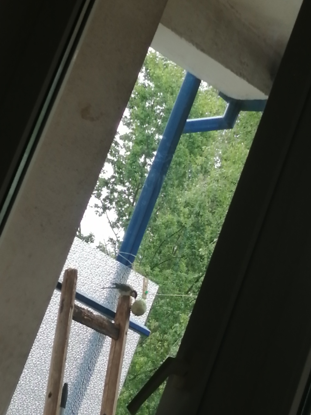 Flat Plänterwald Platanenweg - besuch auf balkon