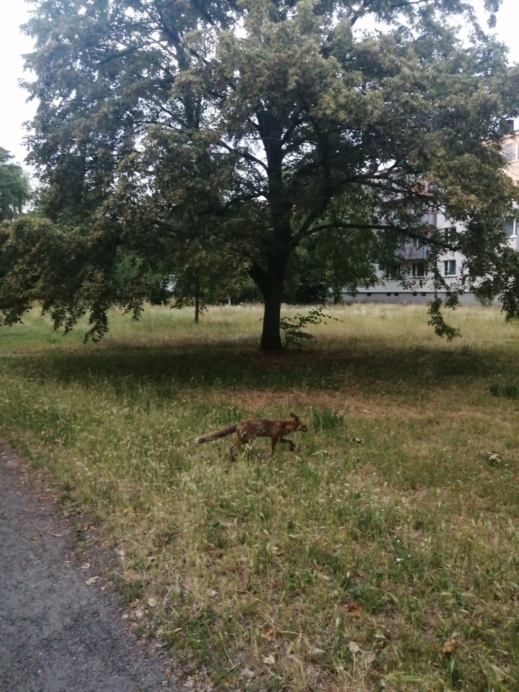 Flat Plänterwald Platanenweg - besuch in der siedlung