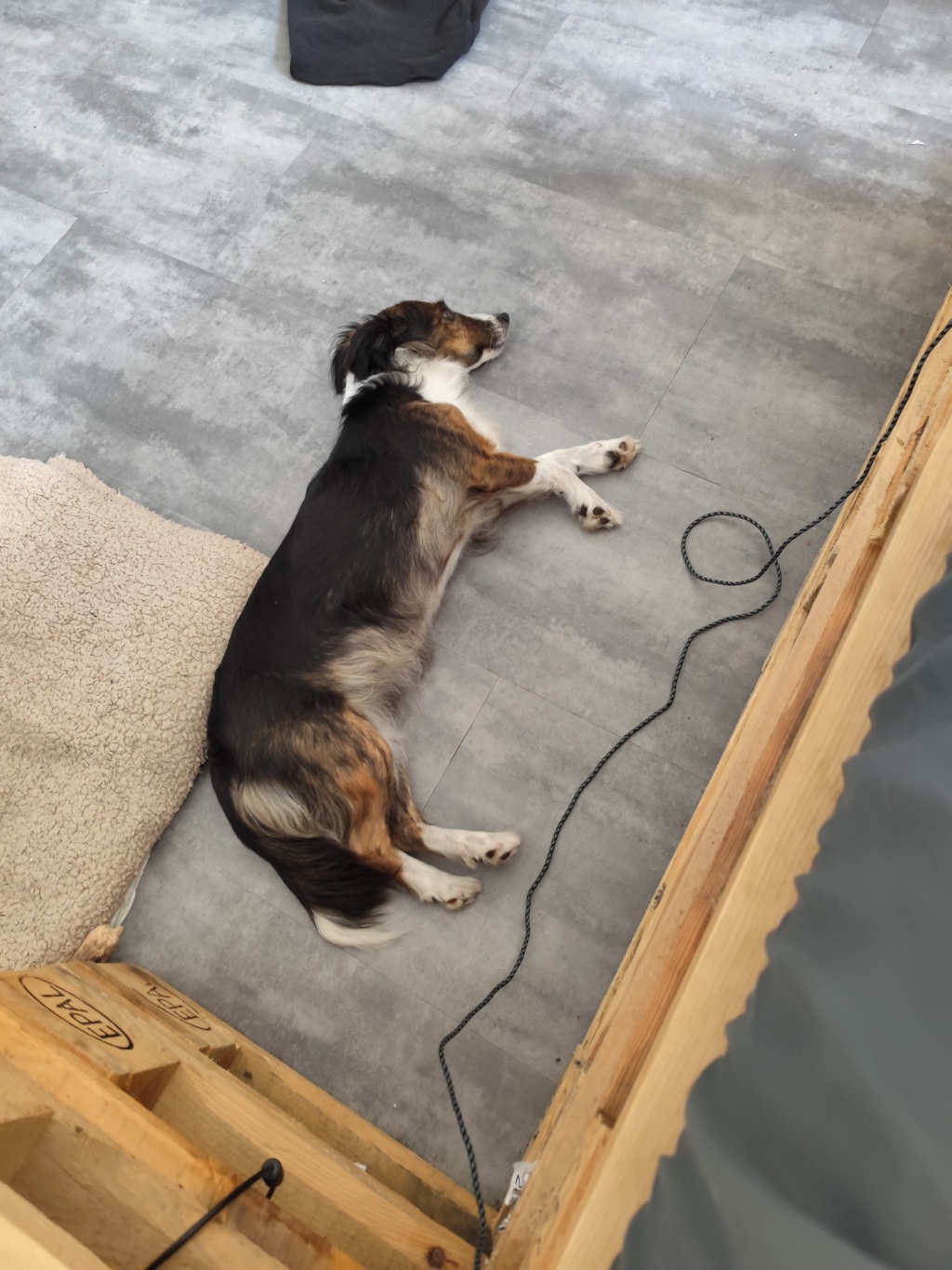 Untermiete + Dogsitting 25.09. - 25.10.26 Südvorstadt – Kurt-Eisner Straße 1E, 4275 Leipzig Leipzig Südvorstadt – Vorschaubild 5