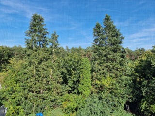 Helles WG Zimmer direkt am Misburger Wald WG Neugründung