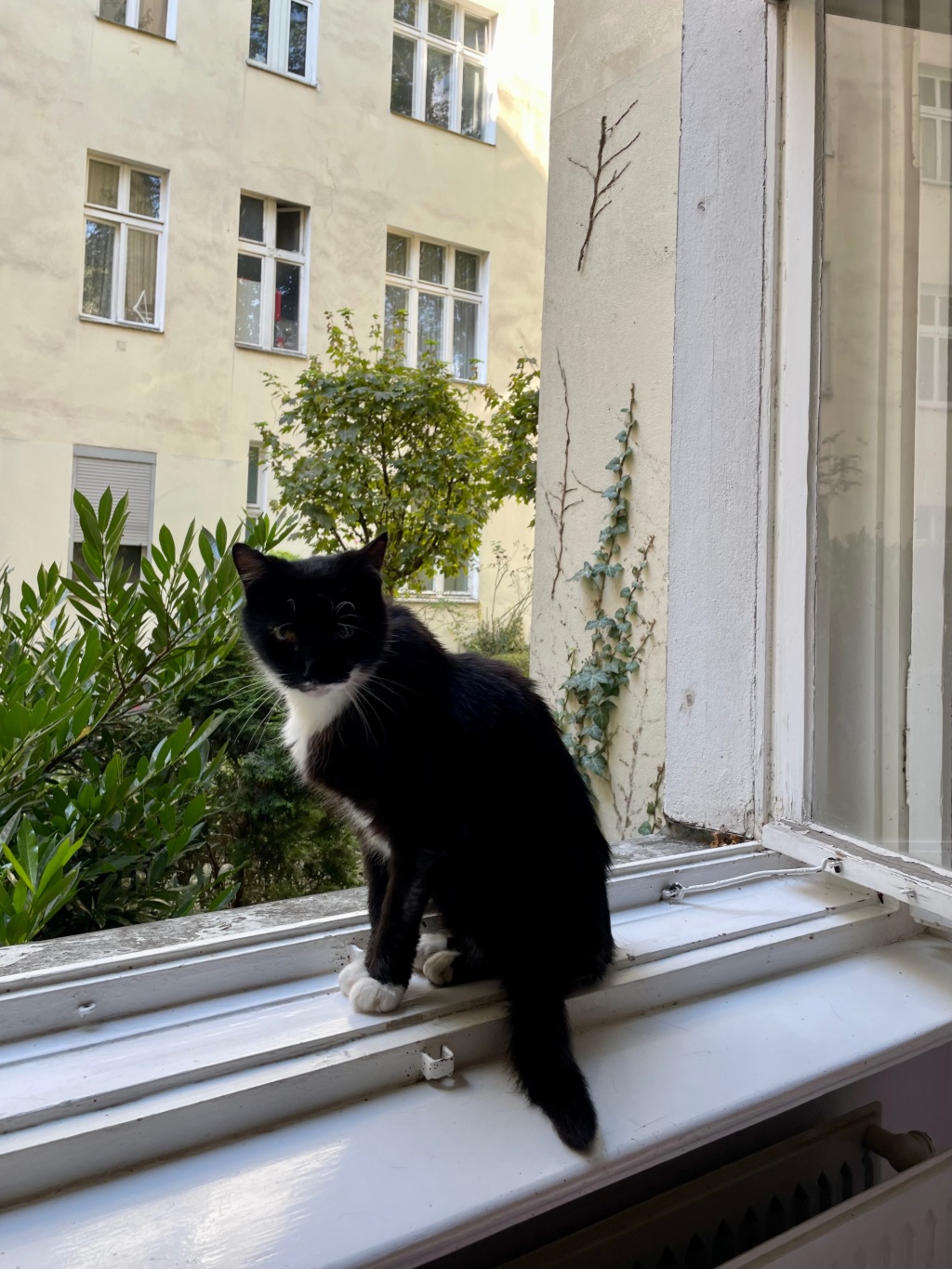 Aug 23 - Sept 09 Quiet flat with lovely cats in Rixdorf – Hertzbergstraße, 12055 Berlin Neukölln – Vorschaubild 4