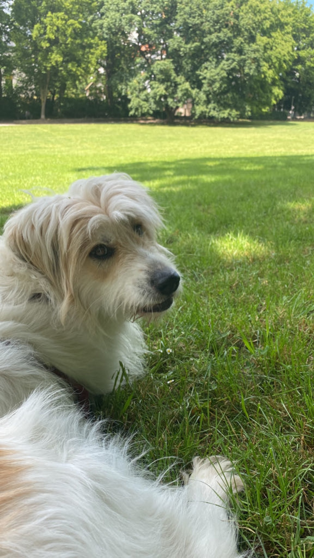 WG-Zimmer Ost Hackstraße - Baloo 🐶