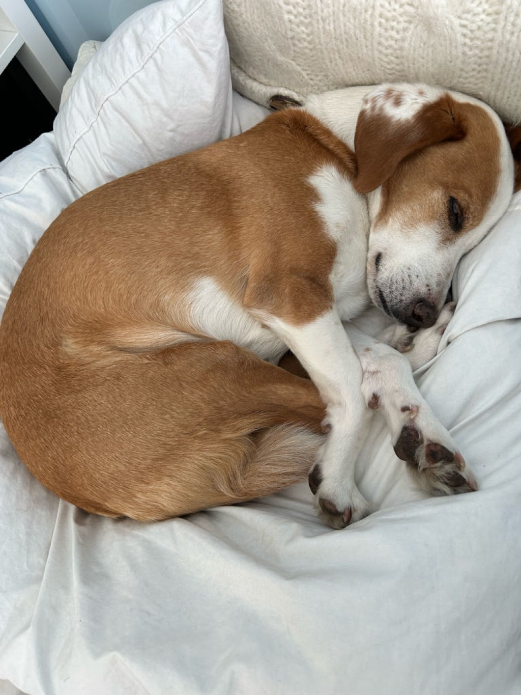WG-Zimmer Neustadt-Neuschönefeld Lilienstr. - besagter Hund