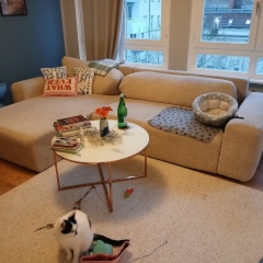 1 Month Stay at Yorkstrasse with Kitty Care *Medication for Older Cat Requried* — photo 1