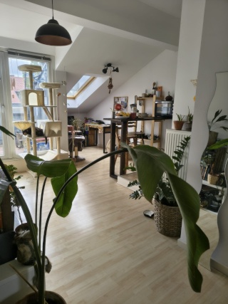 Zwischenmiete Dachgeschosswohnung möbliert 01.10.26-30.11.26 — photo 1