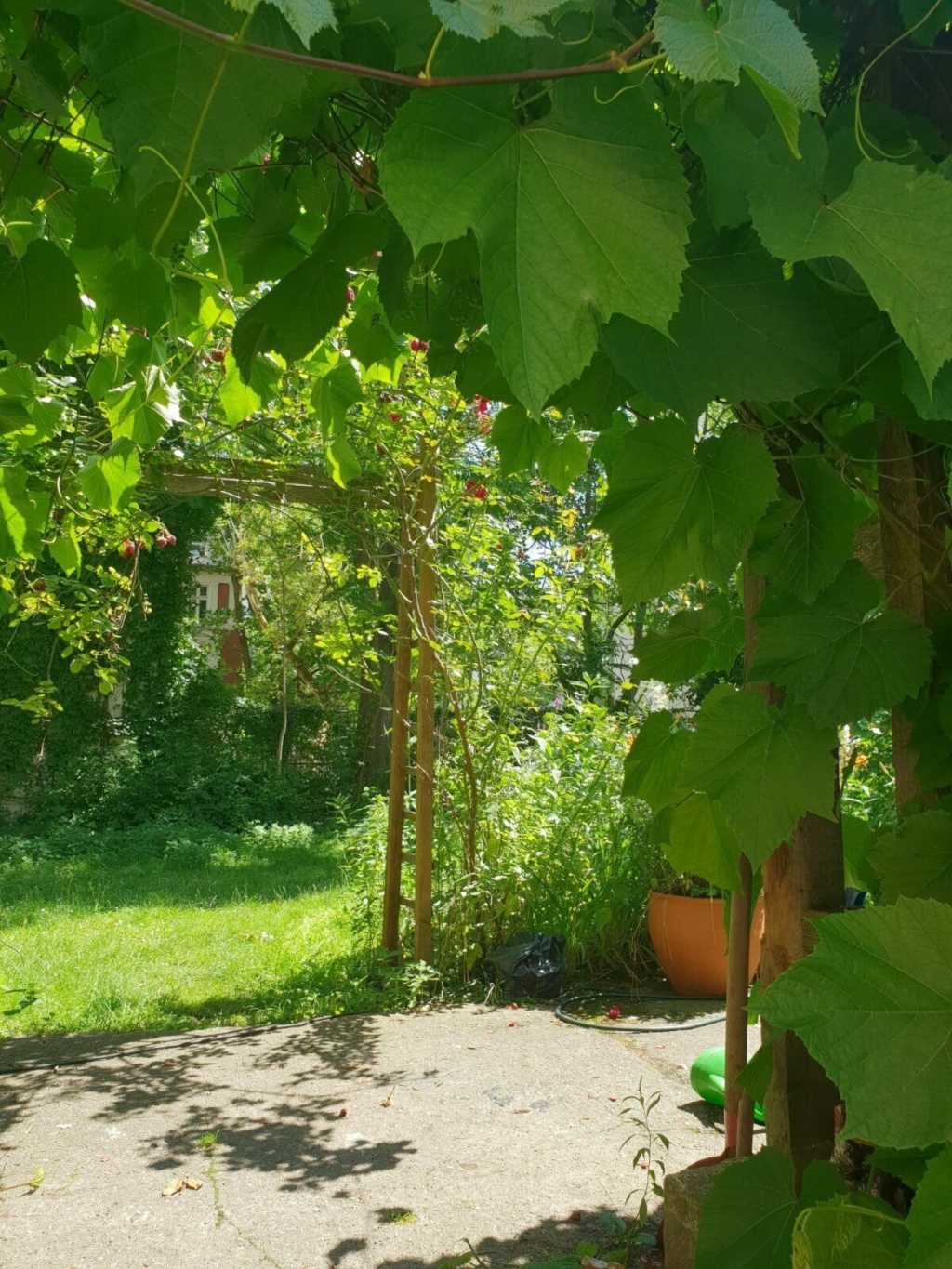 1-Zimmer-Wohnung Mitte Rungestraße 10 - Garden