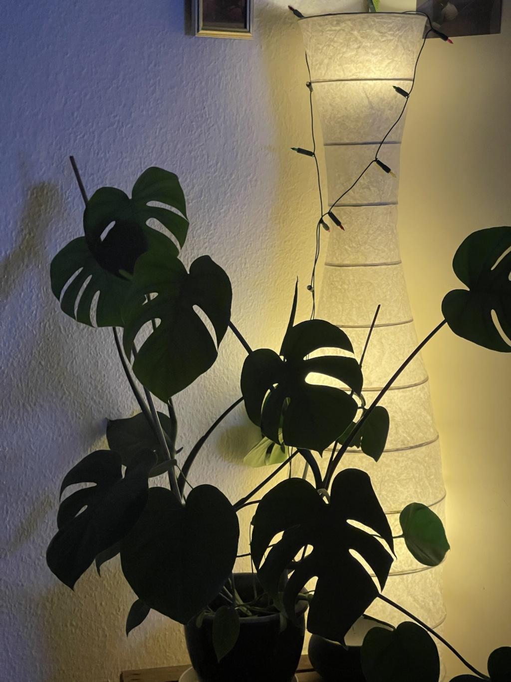 Wohnung Pankow Damerowstr. 56 - We love plants