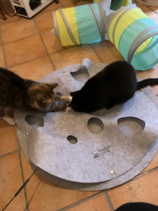 Anzeigenbild: Sublet Untermiete 2-Zimmer Wohnung inkl Catsitting