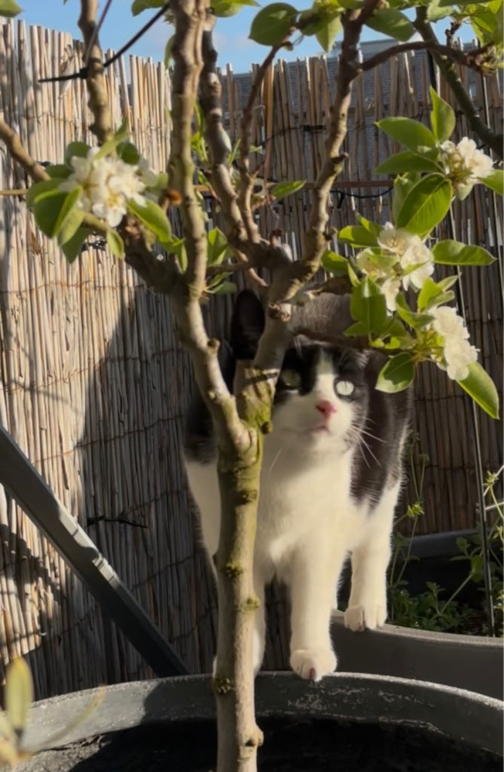 gemütliche Wohnung mit Katze – Foto 2