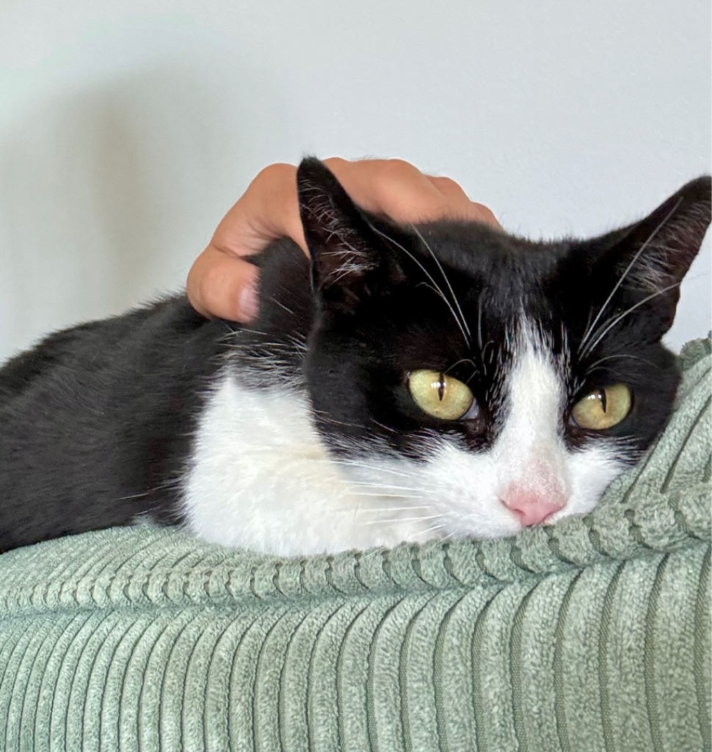 gemütliche Wohnung mit Katze – Foto 9
