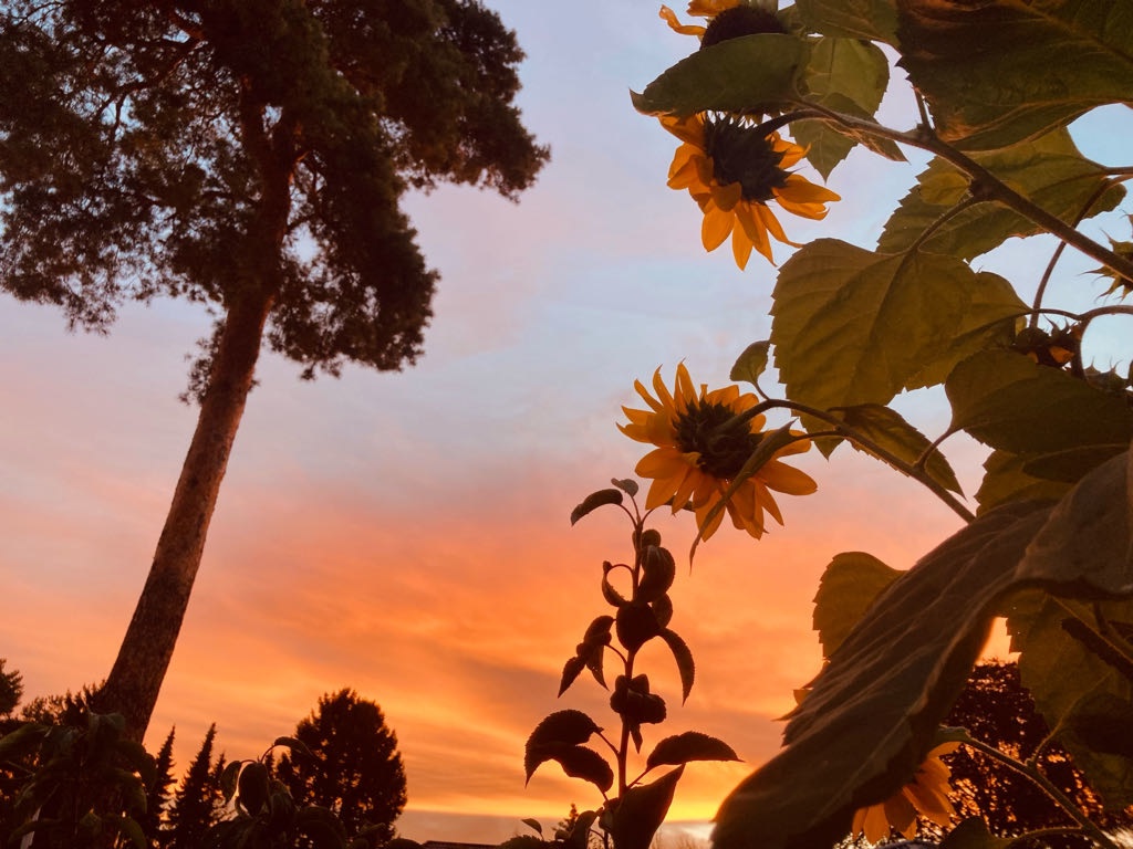 Flatshare Spandau Kladow Otto-von-Wollank-Straße - Sonnenaufgang