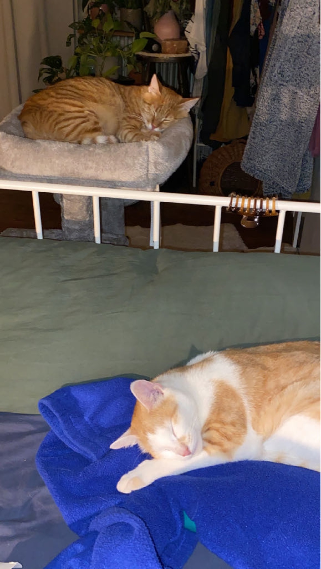 Flatshare Altstadt Klingenteichstr. - Luna und Filo