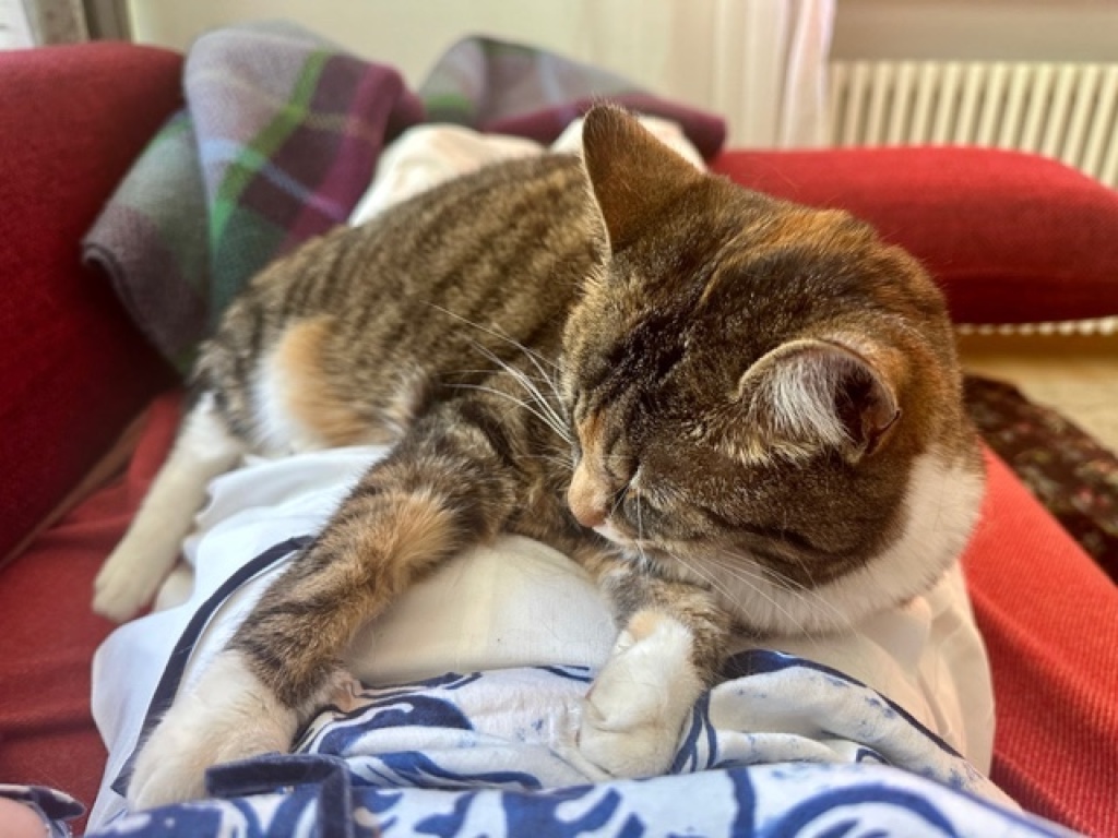 WG-Zimmer Oberau Am Floßgraben 2 - die liebe Katze